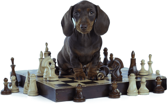 BRAIN TRAINING FOR DOGS