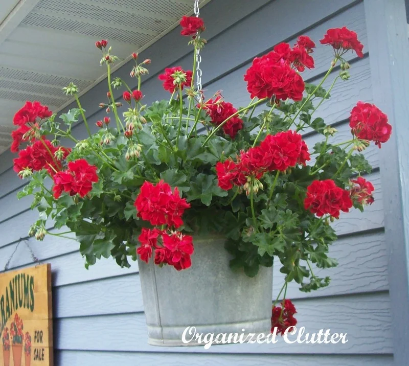 Using Red Blossoms in Garden & Pots www.organizedclutterqueen.blogspot.com