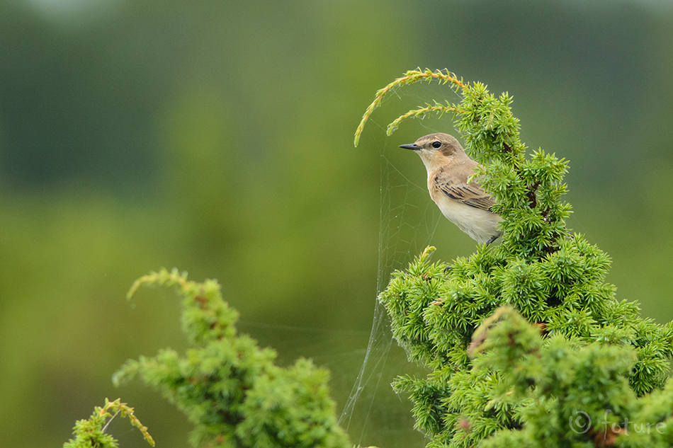 Kivitäks, Oenanthe oenanthe, Northern Wheatear, täks