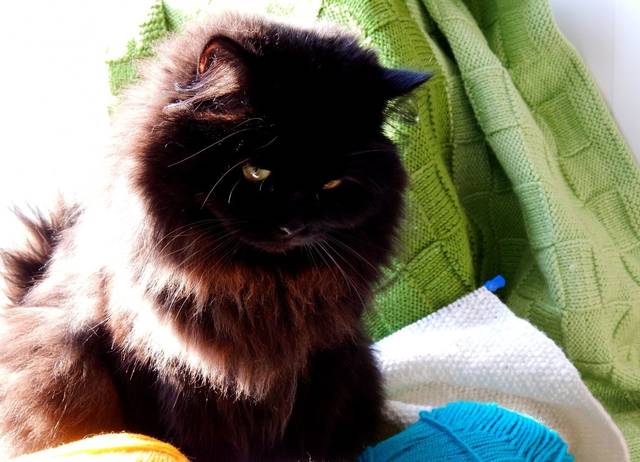  Fluffy black persian cat