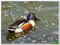 20140404_145150_042_Tokyo