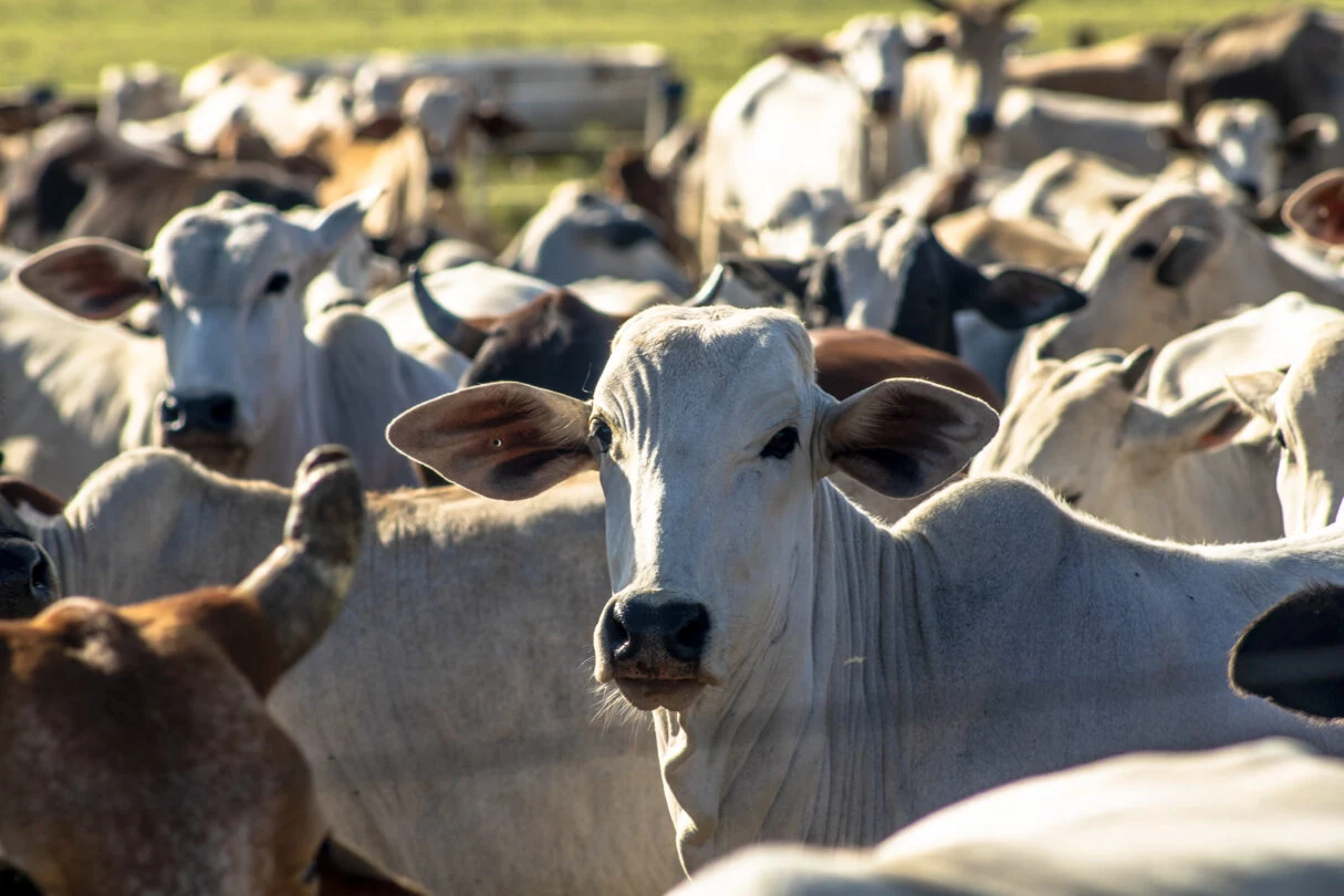 No cenário nacional, o abate de bovinos também cresceu: foi registrado aumento de 12,2% no terceiro trimestre de 2023 em relação ao mesmo período do ano anterior (Foto: Divulgação)