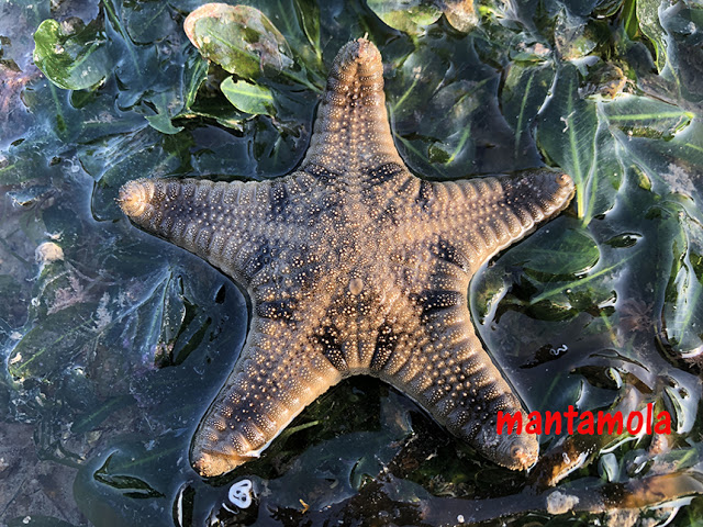 Biscuit sea star (Goniodiscaster scaber)