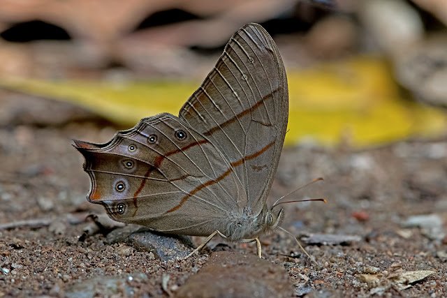 Lethe sinorix the Red-tailed Forester butterfly