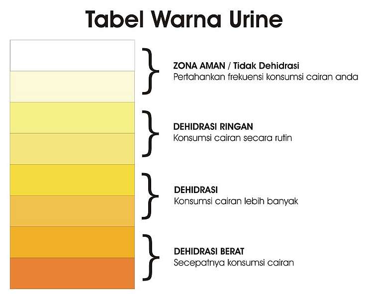 Mengapa Air Kencing Berwarna Kuning 101 Berita