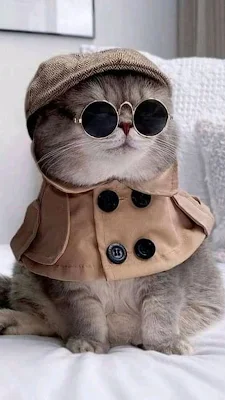 Wallpaper hp lucu dan imut karakter kucing berkacamata