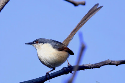 Ashy Prinia