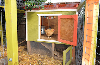 backyard, chicken, coop, backyard chickens, chicken coop