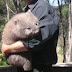 Perbedaan Antara Wombat dan Hewan Marsupial Lainnya