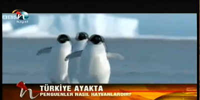 gezi parkı penguen