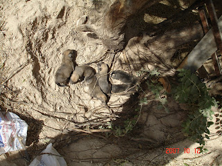 Camel Rock Formations Puppies