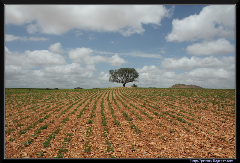 Tree in the groundnut field