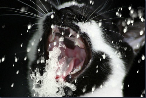 kittyhose