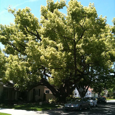 Cinnamomum camphorum