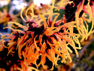 Types of Orange Witch Hazel Flower