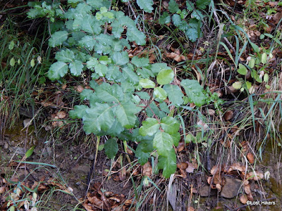 Henry W Coe State Park: Pacific Poison Oak - Toxicodendron Diversilobum