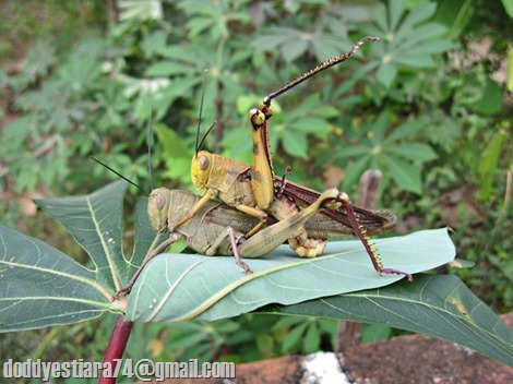 Belalang kayu (Valanga nigricornis) kawin