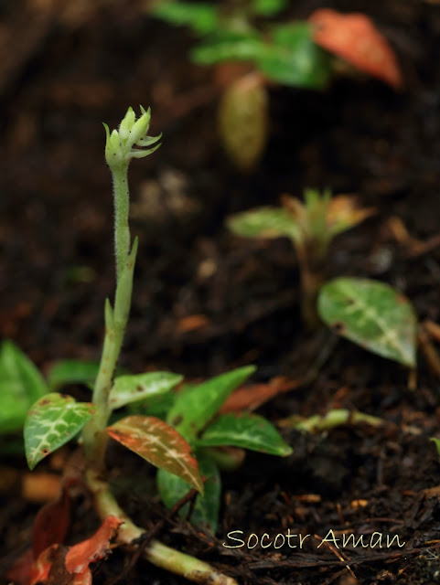 Goodyera schlechtendaliana