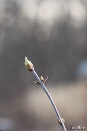 Lilac Bud