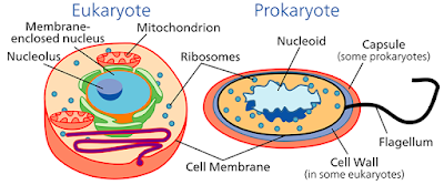 CBSE Class 9 - Biology - Chapter 5 - Fundamental Unit Of Life - Very Short Answers Based Questions (Set-1)