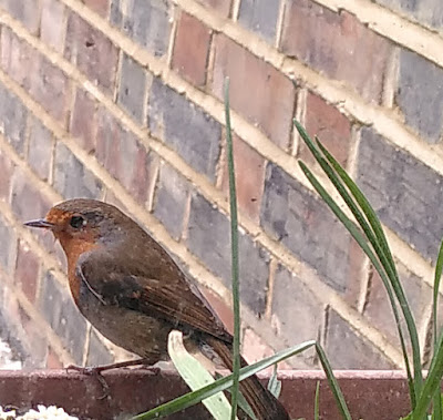 Photo of a more svelte robin bird on a window box.