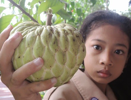MANFAAT LENGKAP DARI SRIKAYA (Buah, daun, biji, kulit, kayu dan akar)