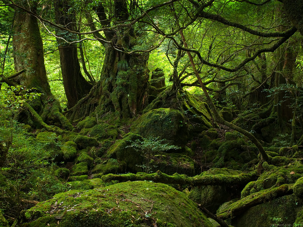 Mother of Trees in Yakushima Forest Wallpaper | Wallpaper ME