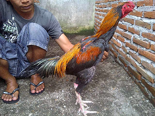 Ayam Pakhoe saparifarm