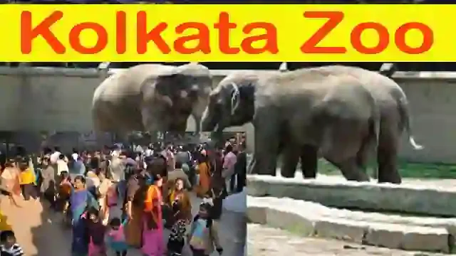 Article: Kolkata Zoo,  लेख: कोलकाता का चिड़ियाघर