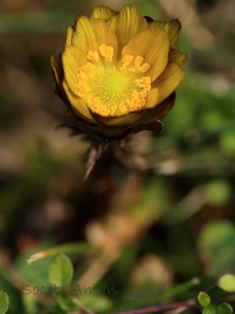 Adonis multiflola