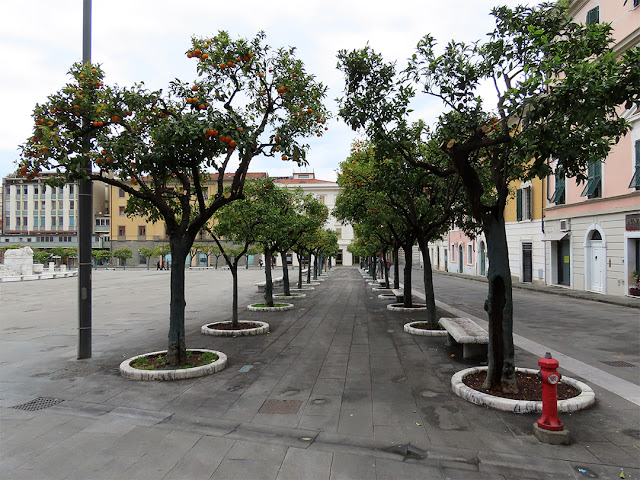 Orange trees, Piazza Aranci (Oranges Square), Massa