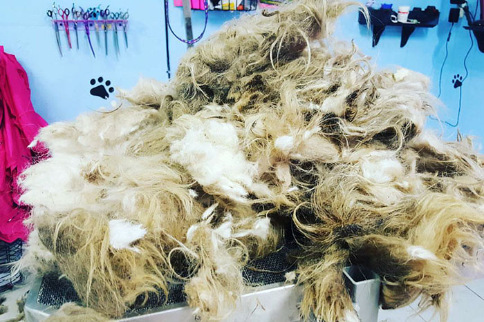 Dog Groomer Opened Her Shop In Middle Of The Night To Give A Stray Dog A Haircut