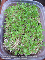 seedlings of primroses посев семян примул выращивание аурикул из семян
