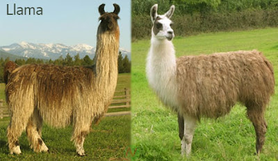 llama