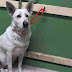 5 Year Old Shepherd Surrendered To Kill Shelter, Openly Wept As Her Owner Walked Away