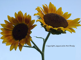 Two Pretty Warm Yellow Sunflower Blossoms