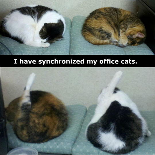 my office cats are synchronized