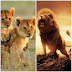 All What you must learn from Lions