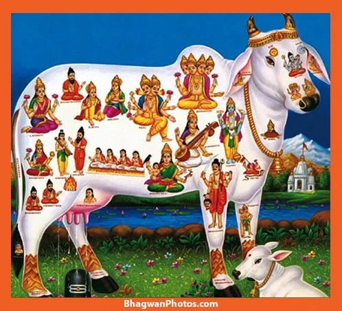 గోమాత పూజ - ఫలితాలు | Gou mata Puja