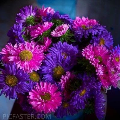 Most Beautiful Flowers Images For Whatsapp Dp Profile Pictures Daily Wishes