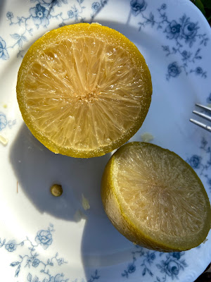 close up of a lime cut in half on a blue and white plate. the lime is slightly browner than the last batch.