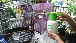 Cara Merawat Lovebird Saat Pembatasan Sosial