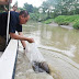  Gubsu Edy Rahmayadi Taburkan 3.000 Benih Ikan ke Sungai Deli