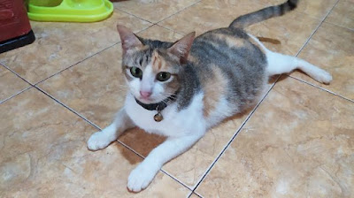 Kucing calico