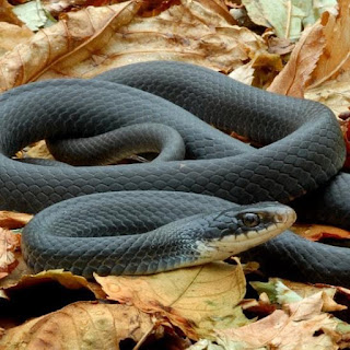 Black Mamba Snake Facts in Sub-Saharan Africa