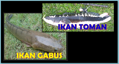 Perbedaan Ikan Gabus dan Ikan Toman