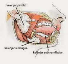 beberapa kelenjar yang ada di mulut