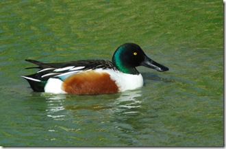 bird2