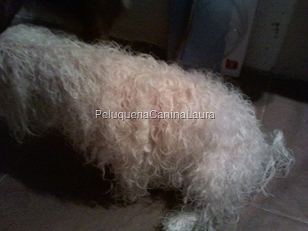 nudos coton de tulear