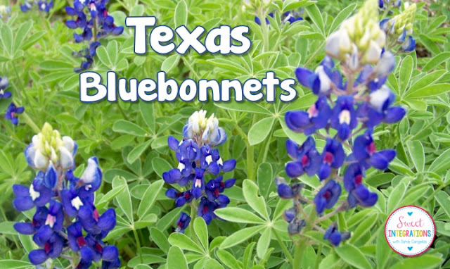 Texas Bluebonnets